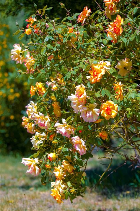 belle epoque rozen|sterk geurende klimrozen.